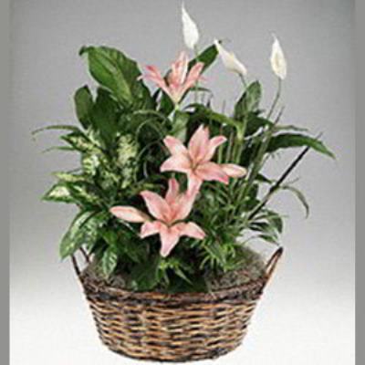 Cedar Knolls Florist | Lily Garden