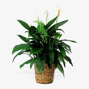 Cedar Knolls Florist | Peace Lily