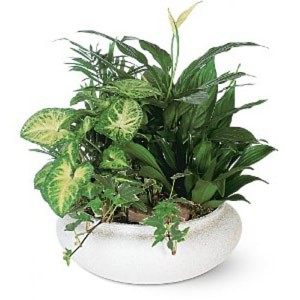 Cedar Knolls Florist | Spring Garden