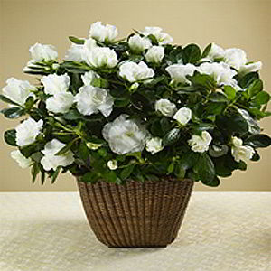 Cedar Knolls Florist | White Azalea