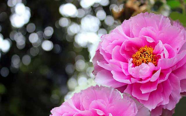 Cedar Knolls Florist