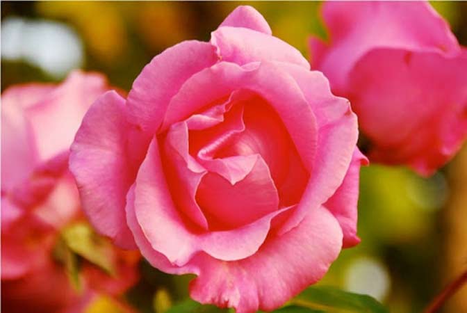 Send Flowers to Morristown Medical Center