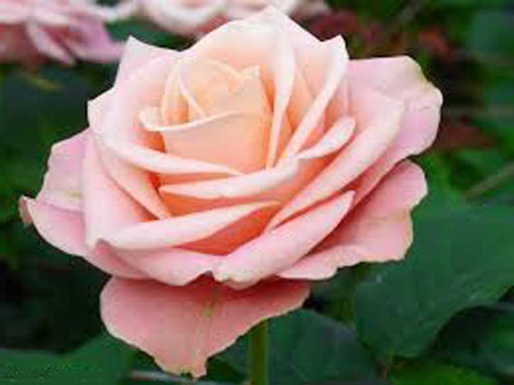 Roses Cedar Knolls NJ
