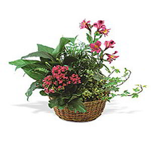 Cedar Knolls Florist | Kalanchoe Basket