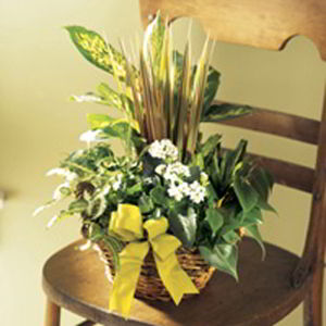 Cedar Knolls Florist | Dish Garden