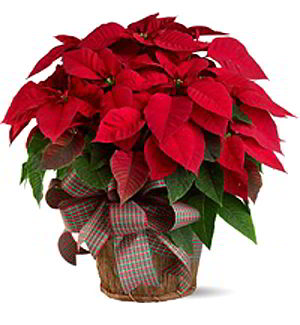 Cedar Knolls Florist | Large Red Poinsettia