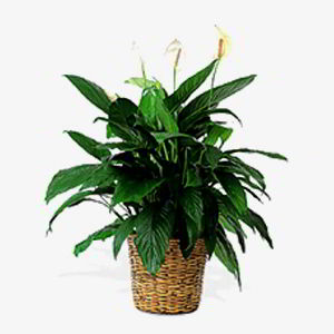 Cedar Knolls Florist | Peace Lily