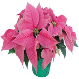 Cedar Knolls Florist | Pink Poinsettia