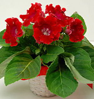 Cedar Knolls Florist | Gloxinia