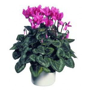 Cedar Knolls Florist | Cyclamen